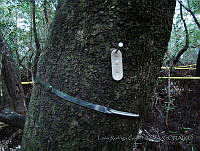 LRGA019 Avicennia germinans.jpg