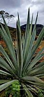 RG019 0113 Agave angustifolia.jpg