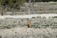 QE005 0033 Cynomys mexicanus.jpg