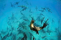 ASH06 Zalophus californianus.jpg