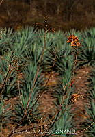 FBA1424 Paisaje agavero.jpg