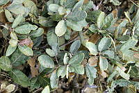 GFF0026 Quercus repanda.JPG