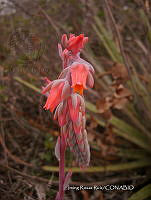 IRR 0396 Echeveria.jpg