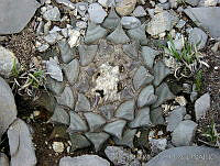TMRP0001 Ariocarpus retusus.jpg