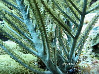 NE018 0750 Cyphoma gibbosum.jpg
