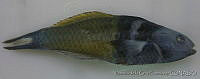 FVC0221 Thalassoma bifasciatum.tif