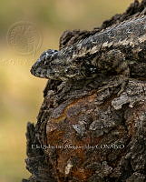 ESAI 0001 Sceloporus spinosus.jpg
