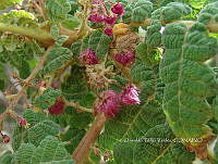 OTVBK029 0183 Actinocheita potentillifolia.jpg