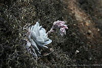 MASM01397 Echeveria laui.jpg