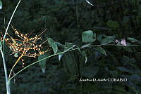 ME010 JA 00157 Chamaedorea pinnatifrons (Jacq.) Oerst., 1859.JPG