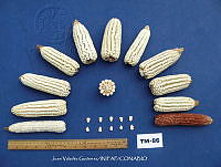 TampJVG170 Zea mays.jpg