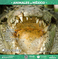 GIGANTOGRAFIA45X461_COCODRILO_AME.jpg