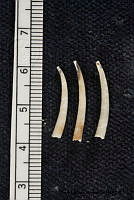 KT014 0134 Rhabdus rectius.JPG