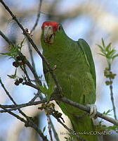 MGaves 2917 Amazona viridigenalis.jpg