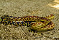 MDL0302 Pituophis catenifer.jpg