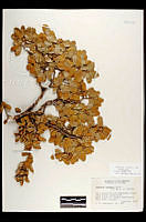 102089 Quercus toumeyi.jpg