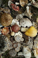 ARS00219 Fungi.jpg