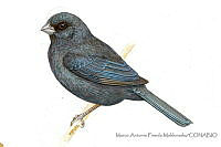 MAPM0810 Amaurospiza relicta.jpg