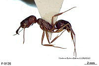 ME006 Hormi 0034 Odontomachus yucatecus.jpg