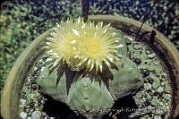 3157 Astrophytum myriostigma.jpg