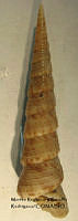 MRyRR383 Turritella leucostoma.jpg