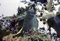 3982 Platanus mexicana.jpg