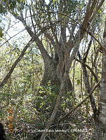 GRM008 Beaucarnea recurvata.JPG