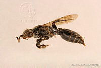 AGDE019-525 Tiphia fortistriolata.jpg