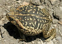 RCF0037 Rhinella marina.jpg