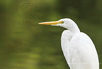 MASM07288 Ardea alba.jpg