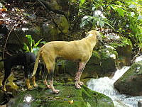 SAA;FFByEJNP09 Canis familiaris.JPG