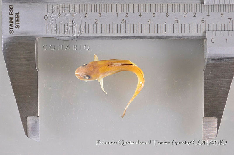 RQTG1130%20Ictalurus%20furcatus.jpg.rSeCtIr0McFNcztjQA3g0JtbmFja29CbnFuZ3NAbXJ6LGtwZwA.Mbj8MXkwi0