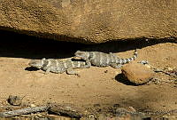 VHL0513 Sceloporus poinsettii.jpg