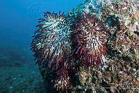 CNS1084 Muricea sp..jpg