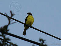 CGL1484 Myiozetetes similis.jpg