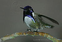 LRCP0054 Calypte costae.jpg