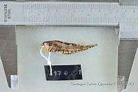 SGQ0446 Malacoctenus zonogaster.jpg