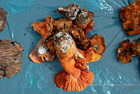 IMDOC Hong 0036 Hypomyces lactifluorum.jpg.jpg