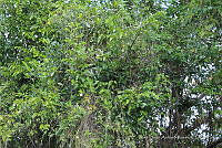 LH002 hum 0255 Funastrum clausum.JPG