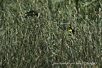 JRRO0314 Spinus psaltria.jpg