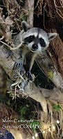 MCS IM0204 Procyon lotor insularis.jpg