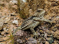 LSMM001 Phrynosoma orbiculare.jpg