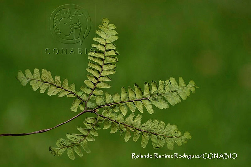 RRR0034%20Adiantum%20patens.jpg.nyehpfL0MQX5TZ9hQA3g0JtbmFja29CbnFuZ3NAbXJ6LGtwZwA.Ipu73ghYpw