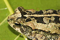 ECA0057 Incilius gemmifer.jpg