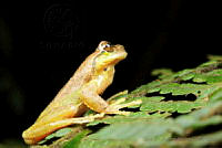 JEPS023 Plectrohyla sagorum.jpg