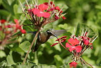 CNS0450 Basilinna xantusii.jpg