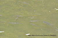 AAKVDH 0149 Oreochromis mossambicus.JPG