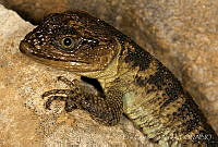 ECA0334 Xenosaurus sp..jpg