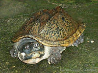 IQG0003 Staurotypus triporcatus.jpg