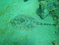 JAJ1071 Urobatis jamaicensis.jpg